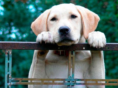 Ventajas y consejos de tener mascota en casa