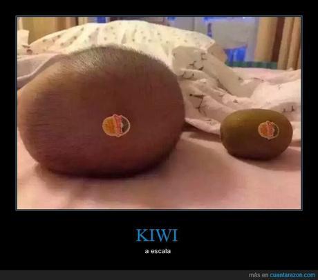 2541.- Haciendo cosas con kiwis