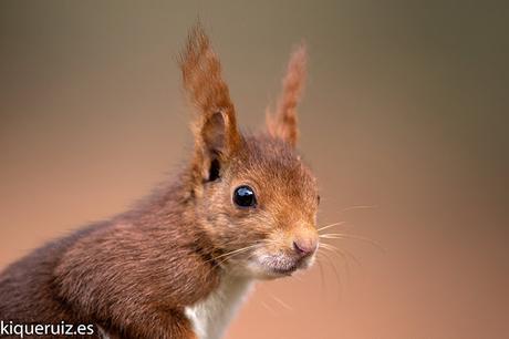 Consejos para mejorar tus fotografías de fauna III