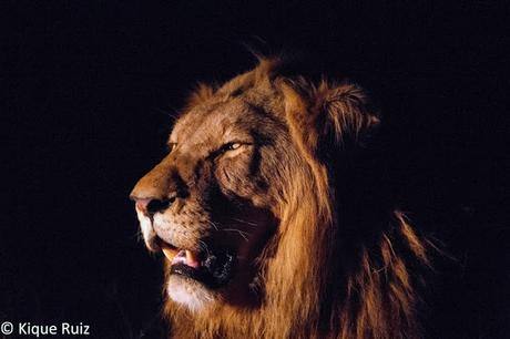 Consejos para mejorar tus fotografías de fauna III