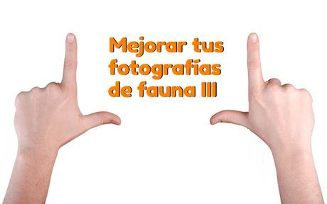 Consejos para mejorar tus fotografías de fauna III