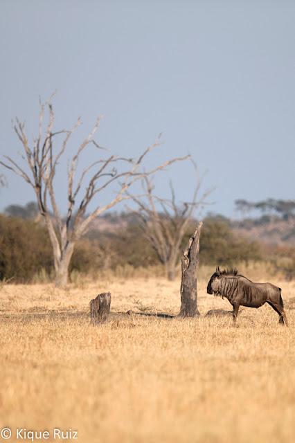 Consejos para mejorar tus fotografías de fauna III