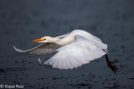 Consejos para mejorar tus fotografías de fauna III