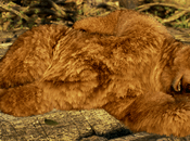 Kuma Panda estarán Tekken