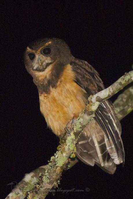 Lechuzón mocho chico (Tawny-browed Owl) Pulsatrix koeniswaldiana