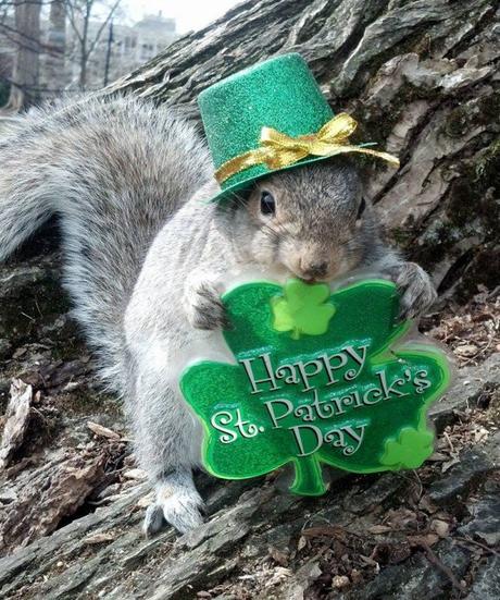 mary-krupa-squirrels3