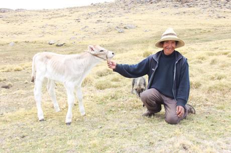 Velille_ganaderia_Cusco