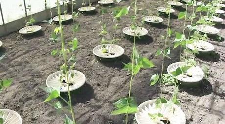 La ecoinnovación ayuda a cultivar alimentos en el desierto