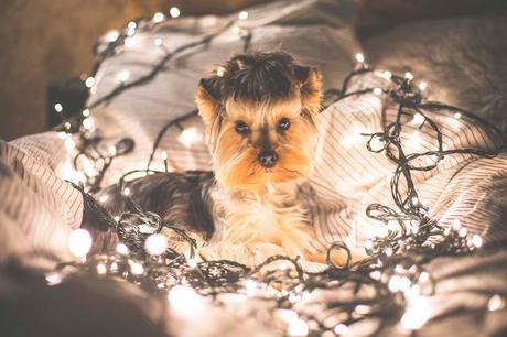 mascota entre luces de navidad