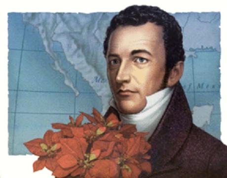 Flor de Nochebuena