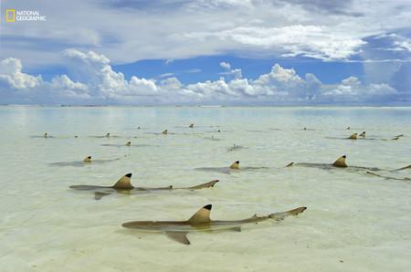 Seychelles Reef Sharks