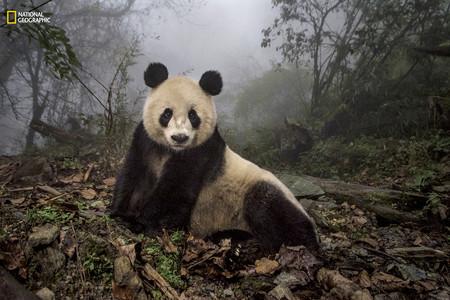 Panda Conservation