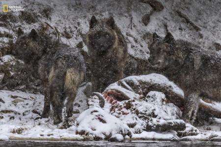 Wolves Feeding Bison