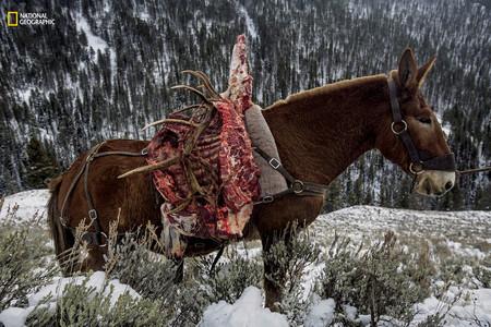 Horse Elk Meat