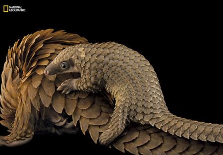 Pangolin Photo Ark