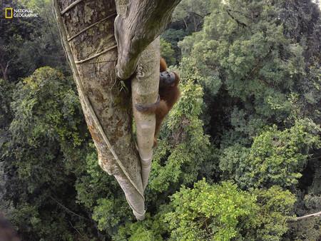 Orangutan Climbing