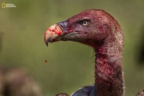 Estas son las 47 mejores fotos del mundo en 2016 según National Geographic