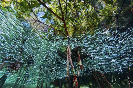 Silversides Cuba Reef