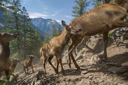 Elk Migration Yellowstone