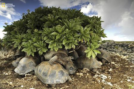 Cave Dwelling Giant Tortoises