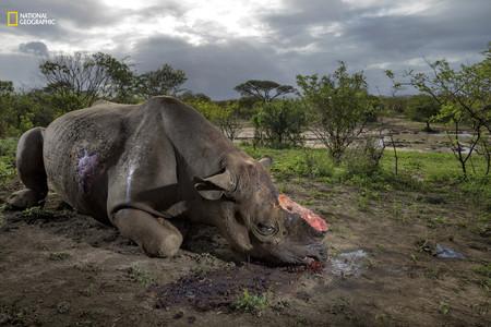 Rhino Horn Poacher