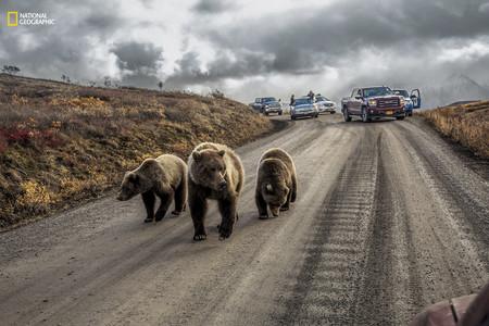 Denali Bear Jam