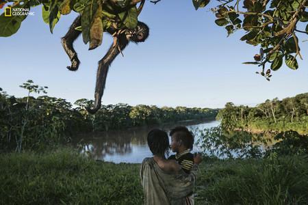 Manu Spider Monkey