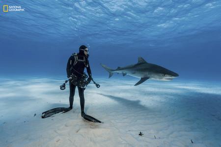 Tiger Shark Diver