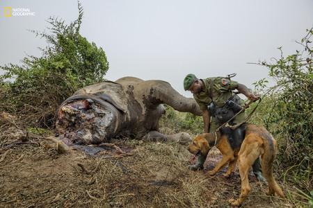 Virguna Elephant Poaching