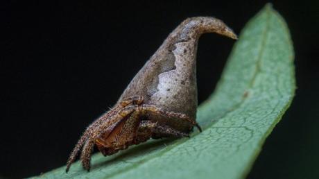 Descubren la ‘araña de Harry Potter’ en la India