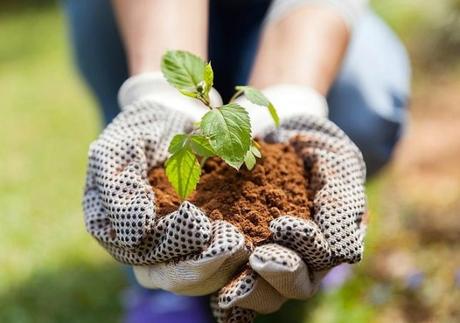 Los beneficios de tener un huerto urbano