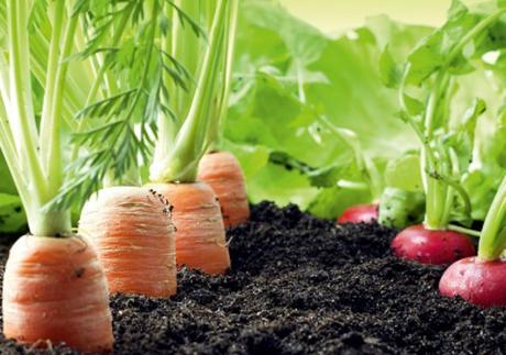 Crear un huerto urbano paso a paso