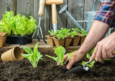 Crear un huerto urbano paso a paso