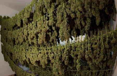 Variedad de semillas alta produccion