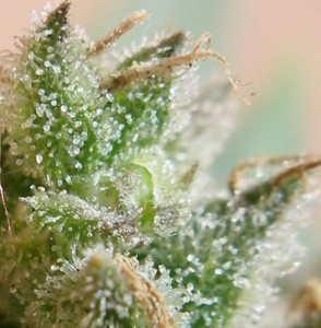 variedad de semillas con concentracion de resina