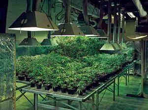 Variedad de semillas para interior