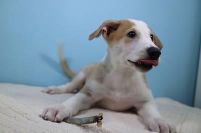 familia-argentina-clona-perro