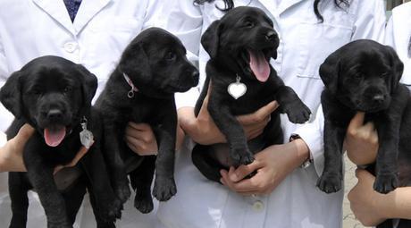 Una familia argentina clona a su perro