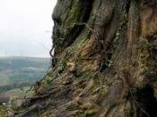 Lista nominados Premios Goya 2017