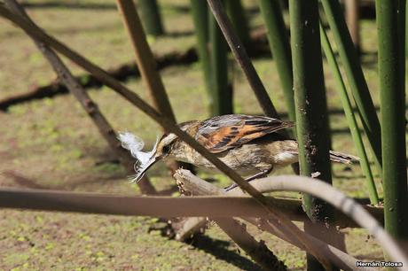 El junquero y la pluma