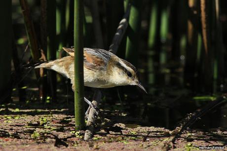 El junquero y la pluma