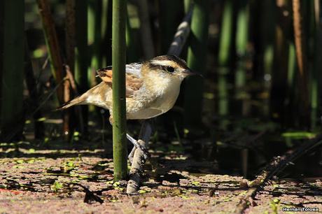 El junquero y la pluma