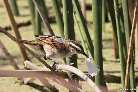 El junquero y la pluma