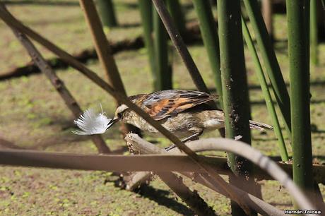 El junquero y la pluma