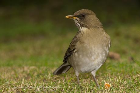 Zorzal chalchalero (Creamy-bellied Thrush) Turdus amaurochalinus