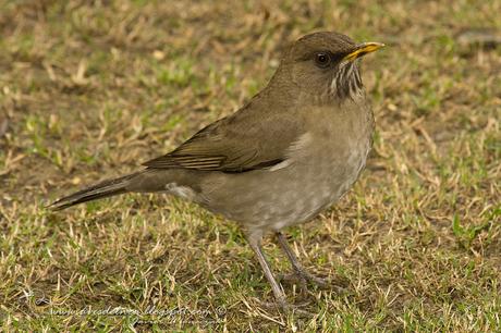 Zorzal chalchalero (Creamy-bellied Thrush) Turdus amaurochalinus