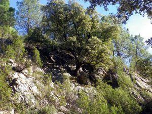 Otros supervivientes