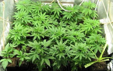 10 consejos cultivar marihuana