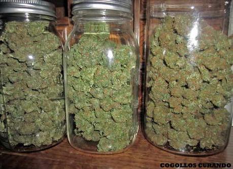10 consejos cultivar marihuana curado