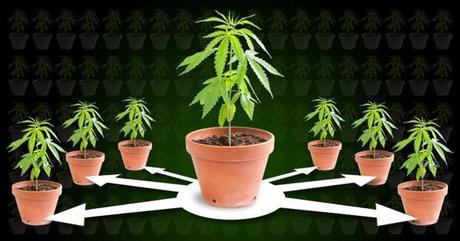 10 consejos para plantar marihuana
